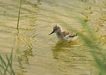 Avocette élégante