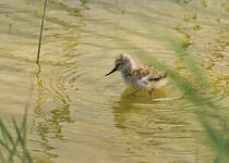 Avocette élégante