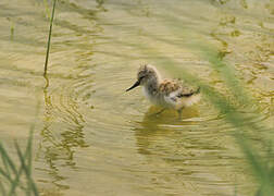 Pied Avocet