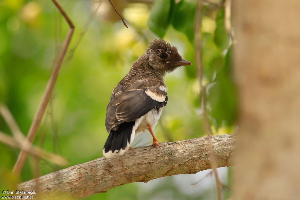 Retz's Helmetshrikejuvenile