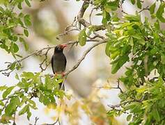 Retz's Helmetshrike