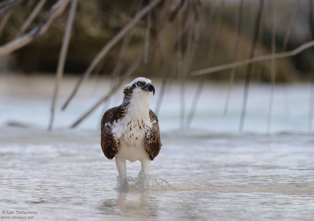 Balbuzard pêcheur femelle adulte