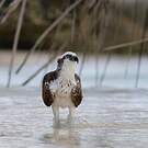 Balbuzard pêcheur
