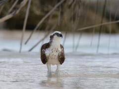 Western Osprey