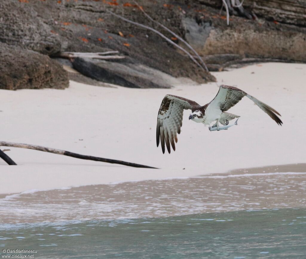 Osprey, Flight