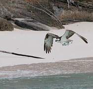 Osprey