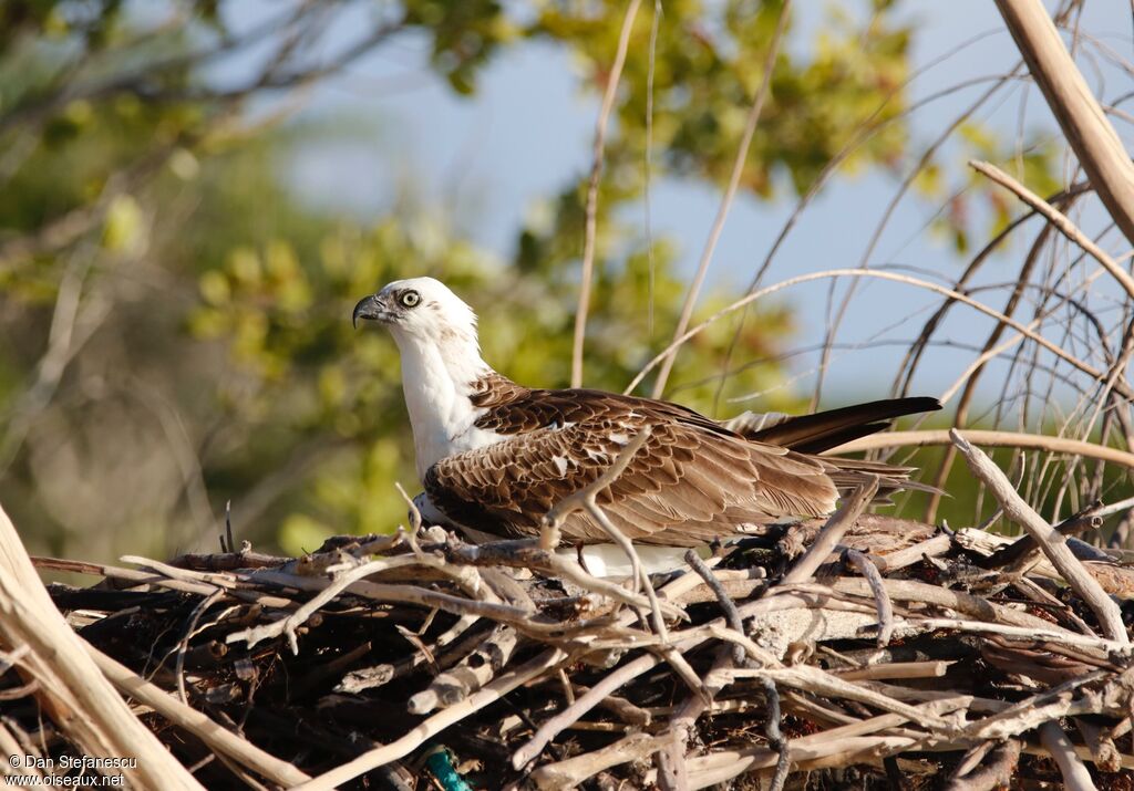 Osprey male adult, Reproduction-nesting