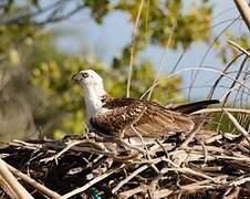 Osprey