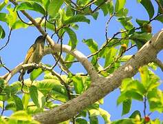 Green Barbet