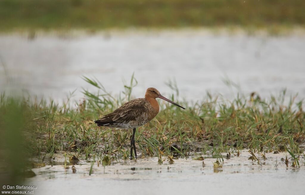 Black-tailed Godwitadult breeding