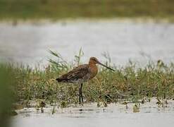 Black-tailed Godwit