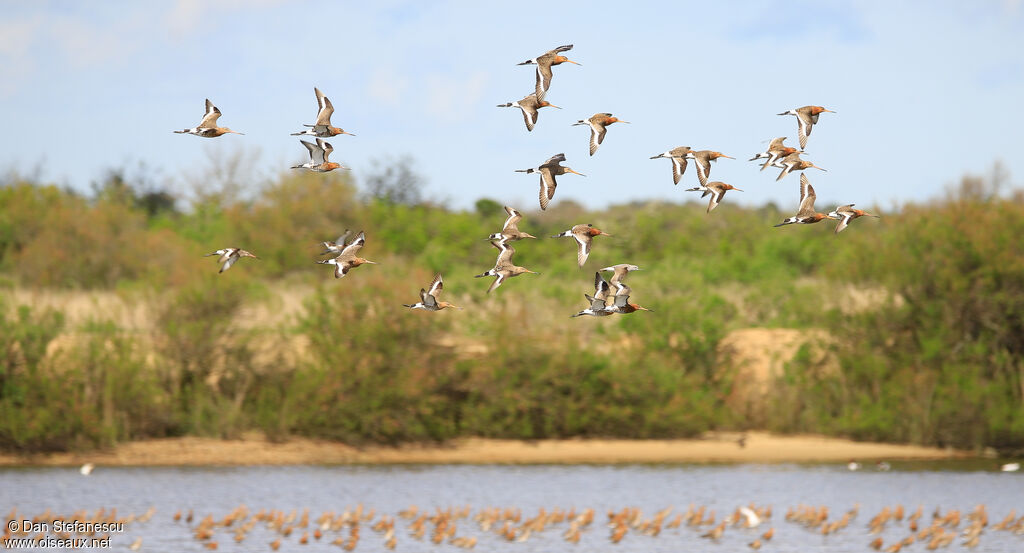 Black-tailed Godwitadult, Flight