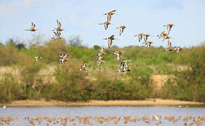 Black-tailed Godwit