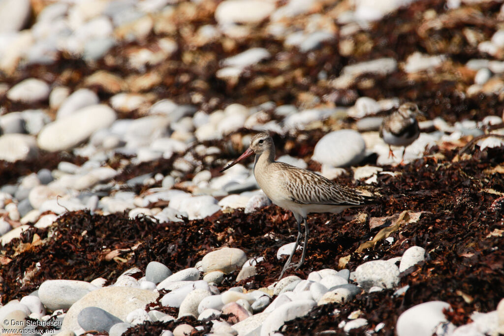 Bar-tailed Godwitadult, walking