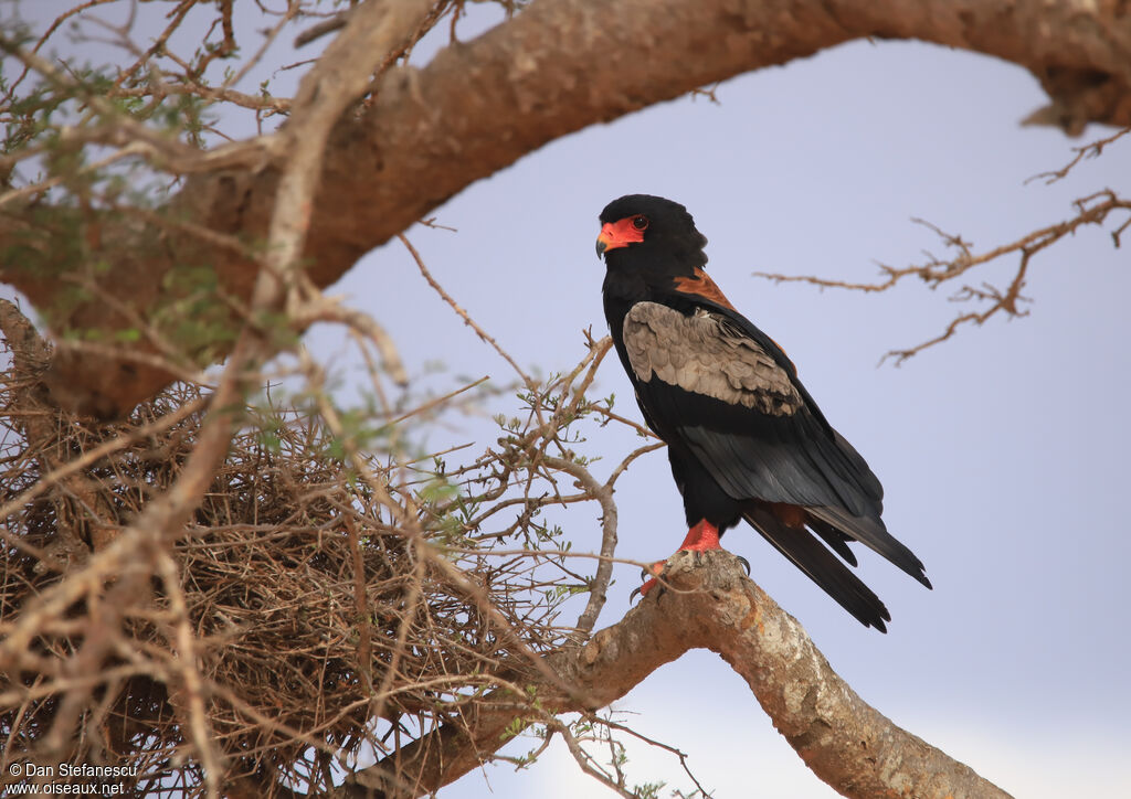 Bateleur male adult