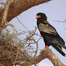 Bateleur des savanes