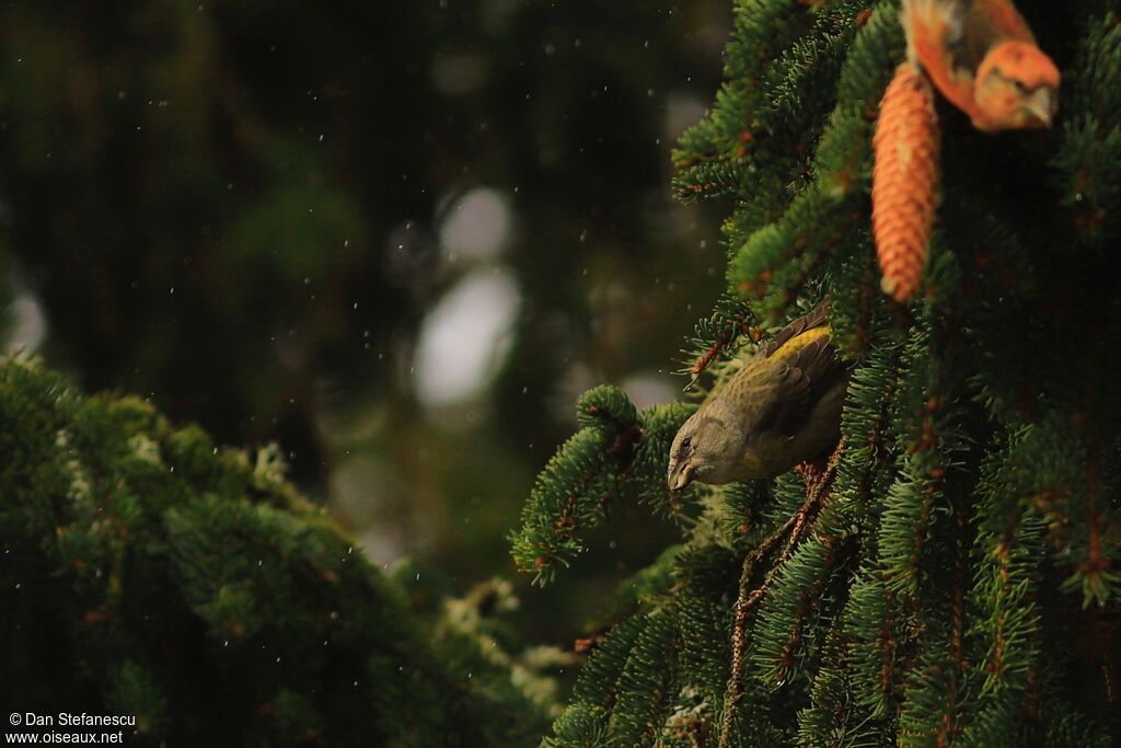 Red Crossbill female, eats