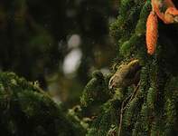 Bec-croisé des sapins