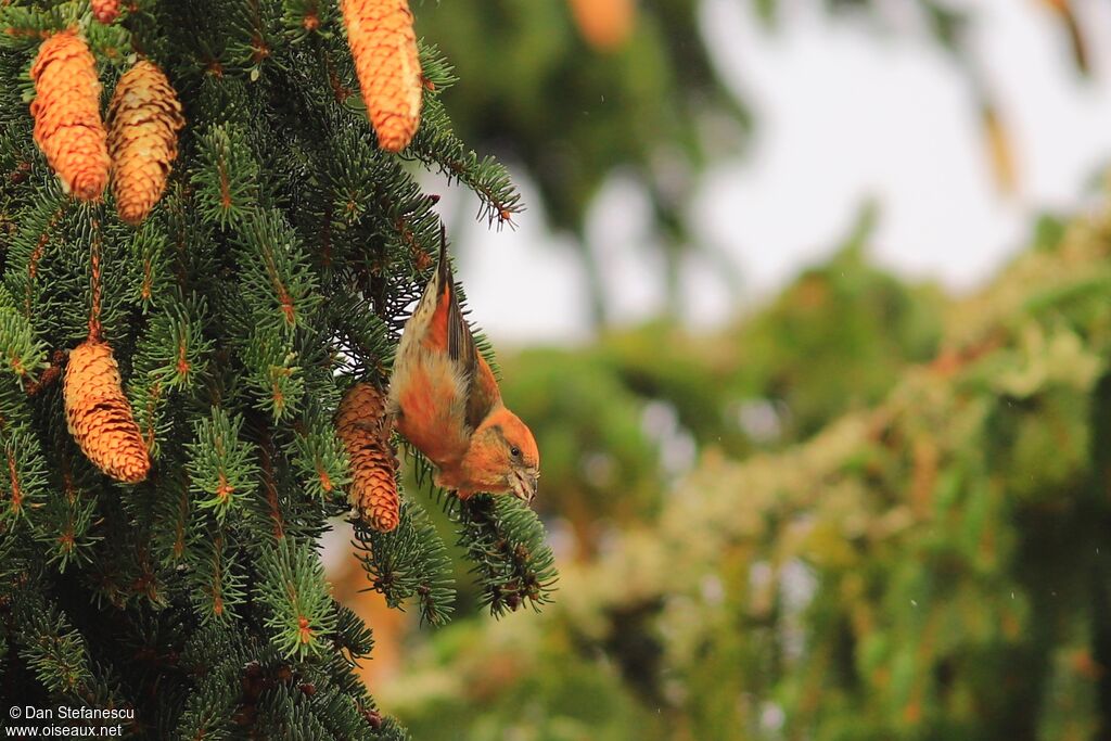 Bec-croisé des sapins mâle adulte