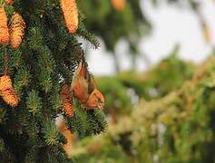 Red Crossbill