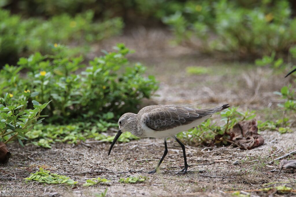 Curlew Sandpiperadult post breeding