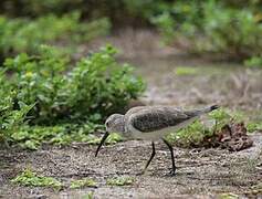 Curlew Sandpiper