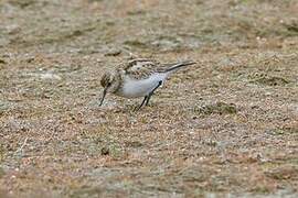 White-rumped Sandpiper