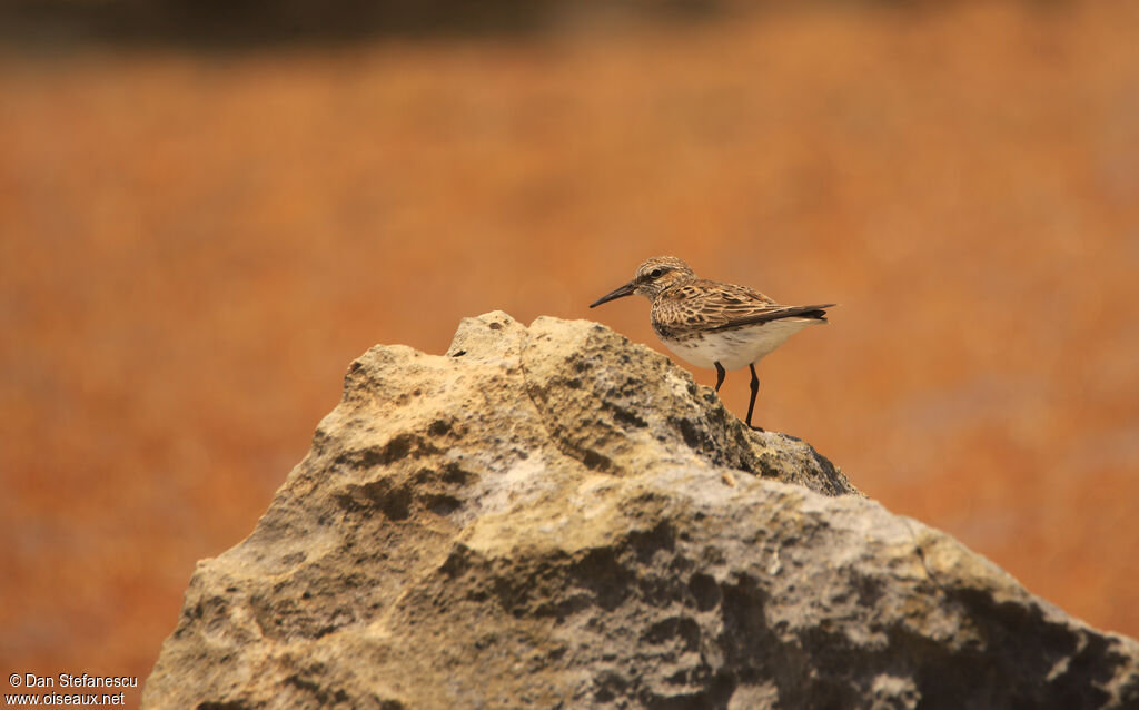 White-rumped Sandpiperadult breeding