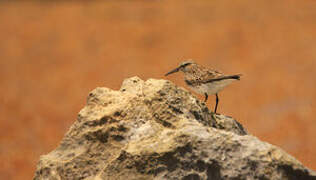 White-rumped Sandpiper