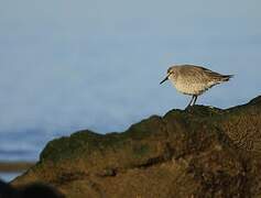 Red Knot