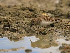 Least Sandpiper