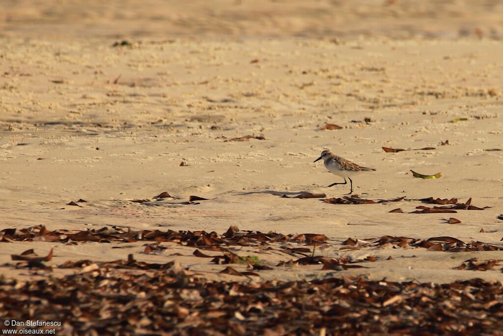 Little Stintadult breeding