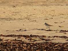 Little Stint