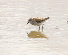 Little Stint