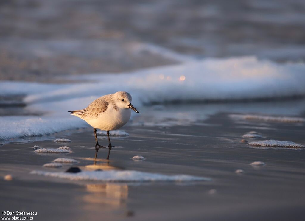 Sanderlingadult, walking
