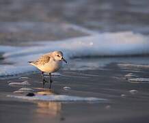 Bécasseau sanderling