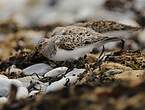 Bécasseau sanderling