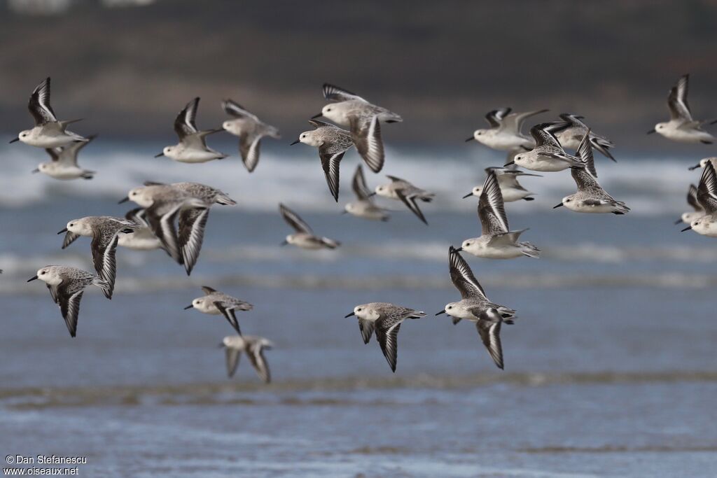 Sanderling, Flight