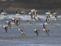 Bécasseau sanderling