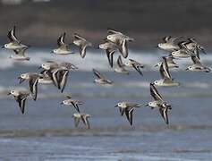 Bécasseau sanderling