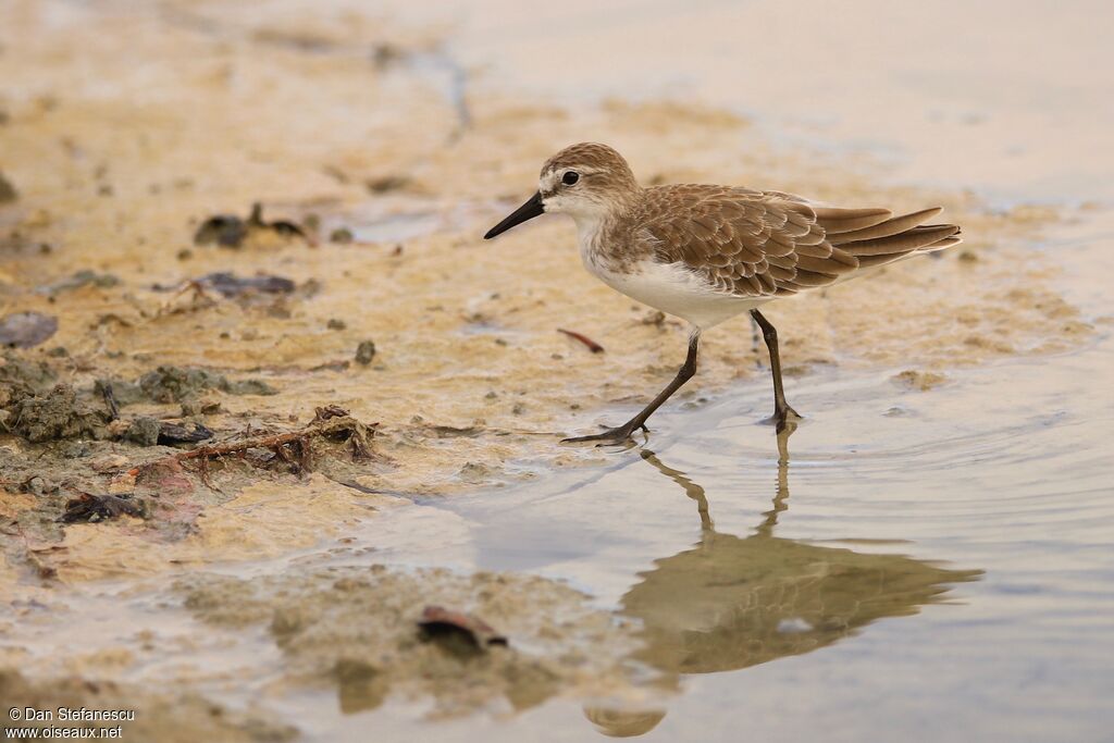 Semipalmated Sandpiperadult breeding, walking