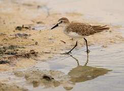 Semipalmated Sandpiper