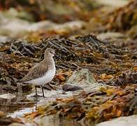 Dunlin