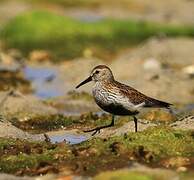 Dunlin