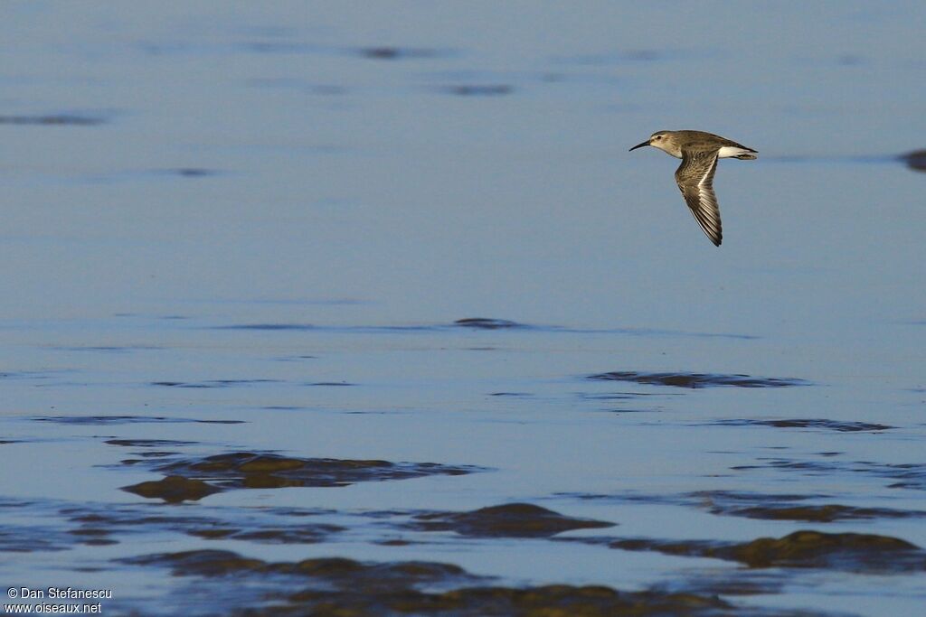 Dunlin, Flight