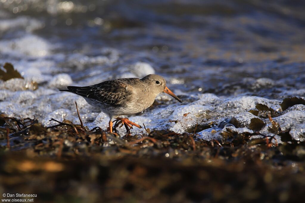 Purple Sandpiperadult post breeding, walking