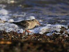 Purple Sandpiper