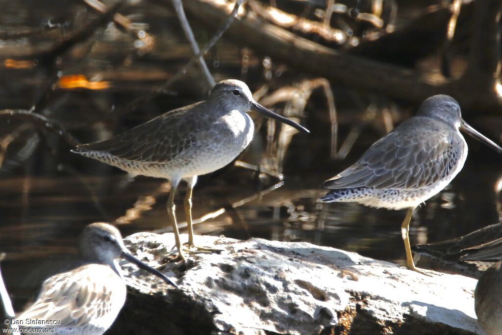 Short-billed Dowitcheradult post breeding