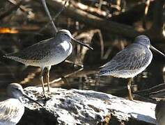 Short-billed Dowitcher