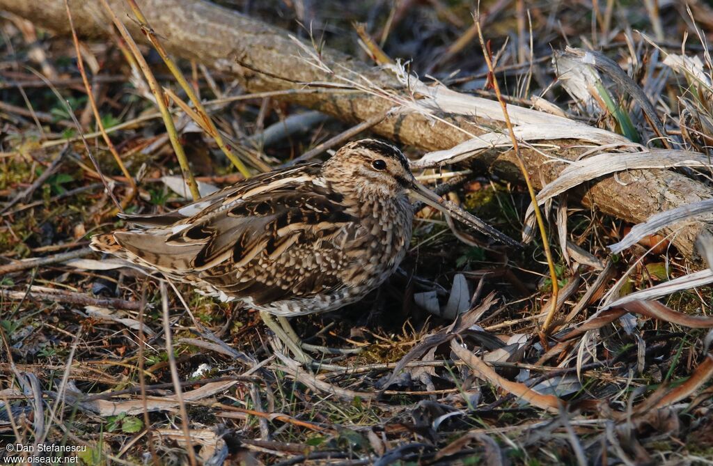 Bécassine des maraisadulte, camouflage